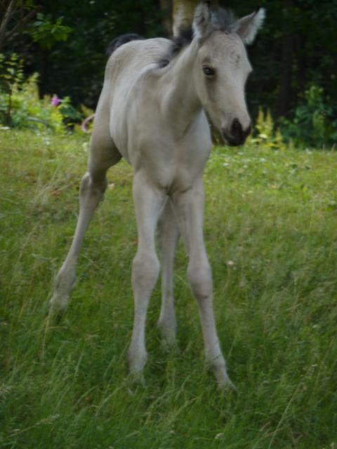 Akari -2010