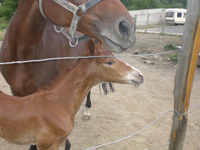 Bandit -2011