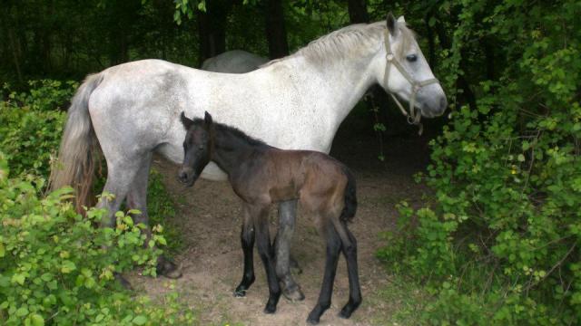 Calypso -2012