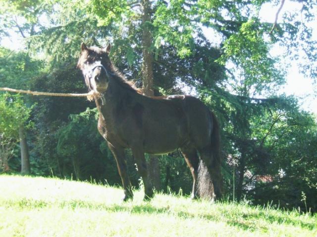 Lorenzo (2) -2010