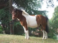 Mouton (1) -2011