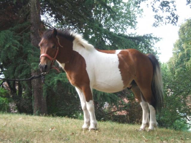 Mouton (1) -2011