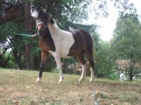 Mouton (2) -2011