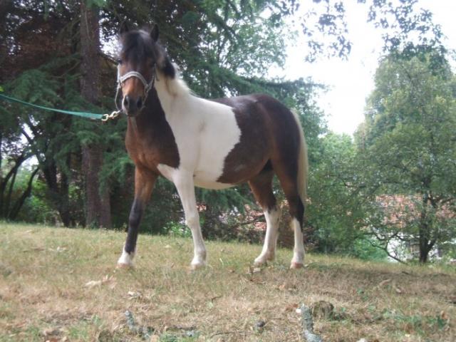 Mouton (2) -2011