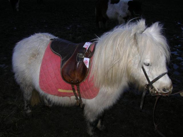 Ptit Gris (1) -2009