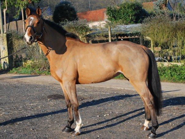 Quadrille (1) -2010