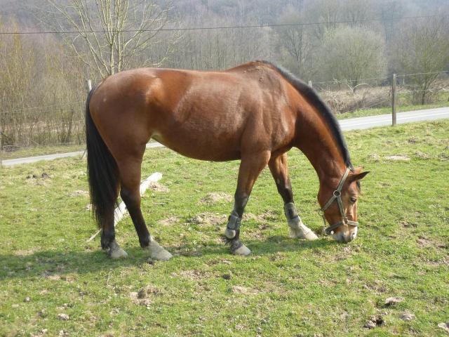 Quadrille (1) -2011