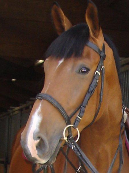 Quintus (1) -2008