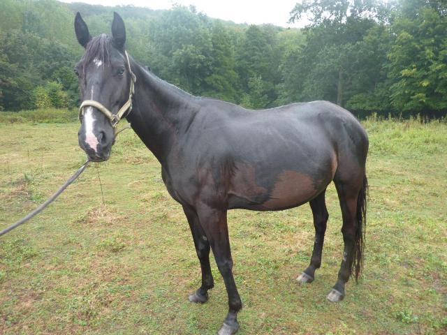 Rivale (3) -2012