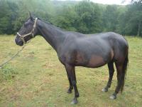 Rivale (4) -2012