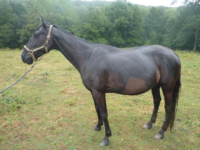 Rivale (4) -2012