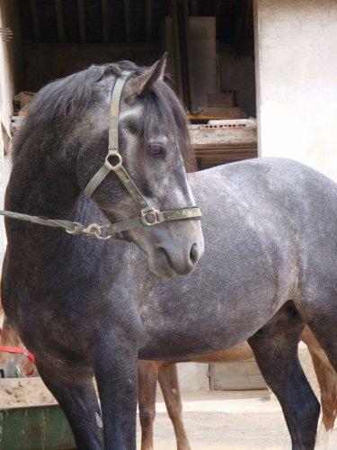 Rouki (1) -2009