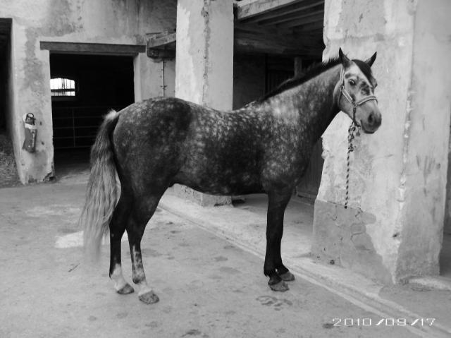 Rouki (2) -2010