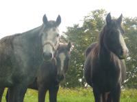 Unylove, Darko et Cherry