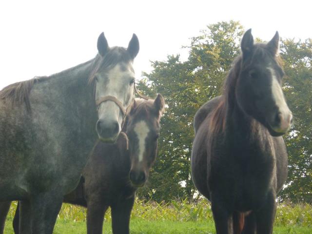 Unylove, Darko et Cherry