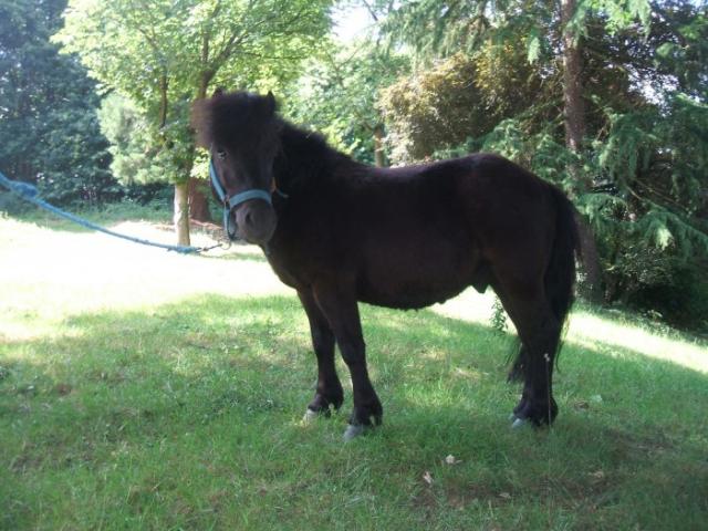 Zicco (2) -2010